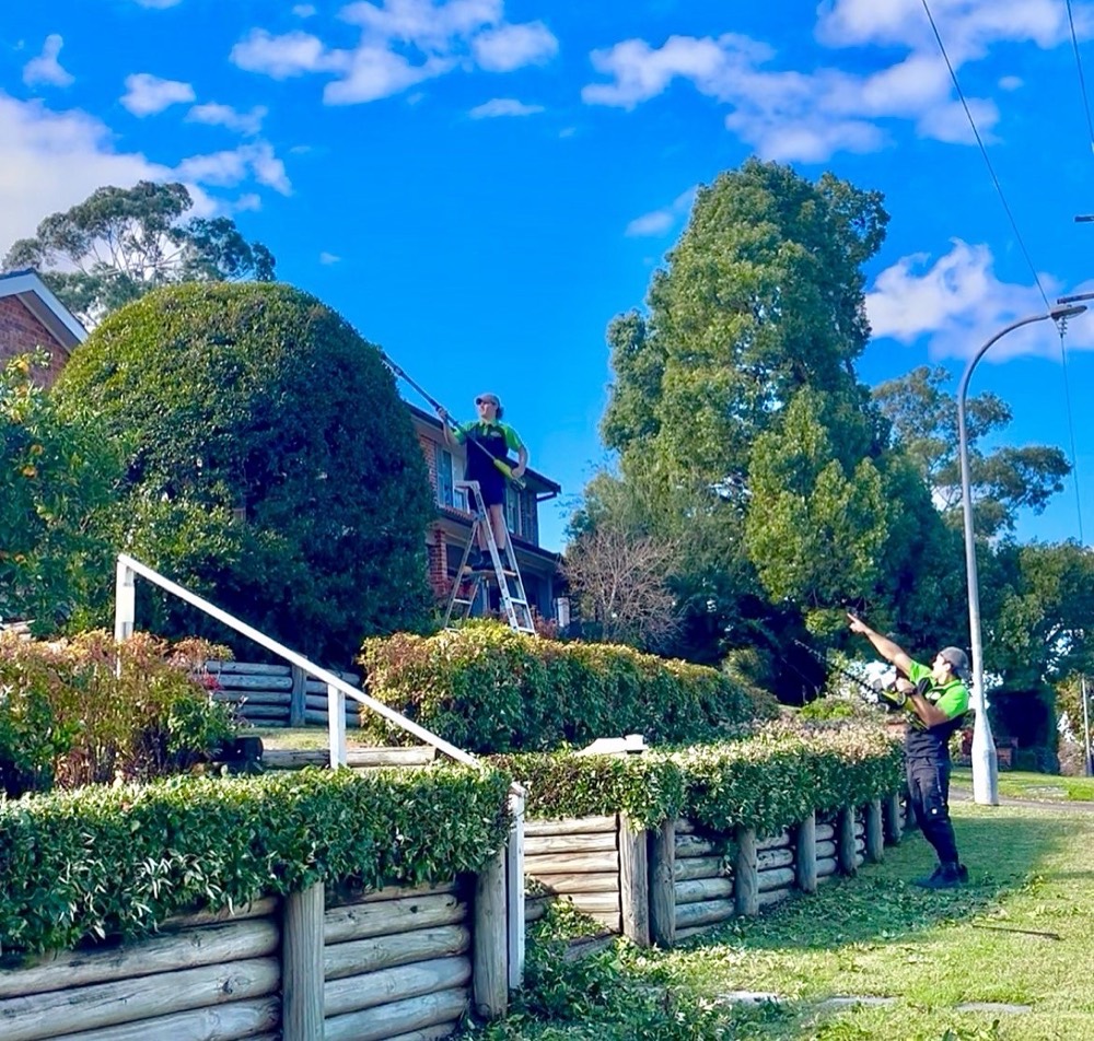 Too Easy Mate crew trimming hedges and topiary